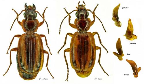 Réf. 256 914 : Cymindis lineola